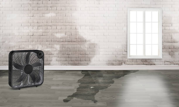 Best Water damage cleanup near me  in Harrisburg, PA